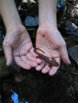 newt_in_hands_ae15242204.jpg