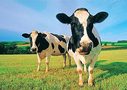 two-cows.jpg