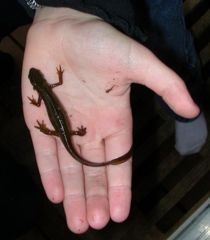 salamander_in_hand.jpg