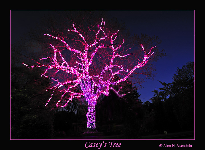 casey\&#039;s tree.jpg